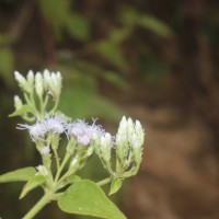 Chromolaena odorata (L.) R.M.King & H.Rob.